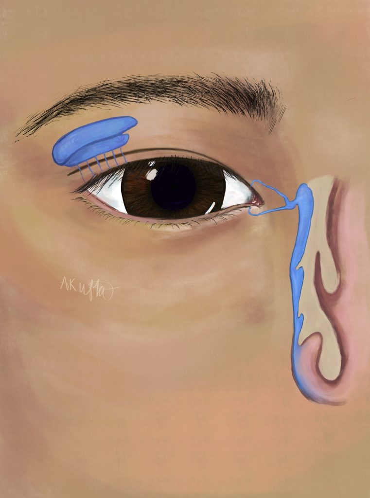 The Lacrimal System Painting