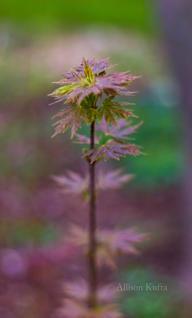 Allison Kufta Macro Photograpy of Small Tree