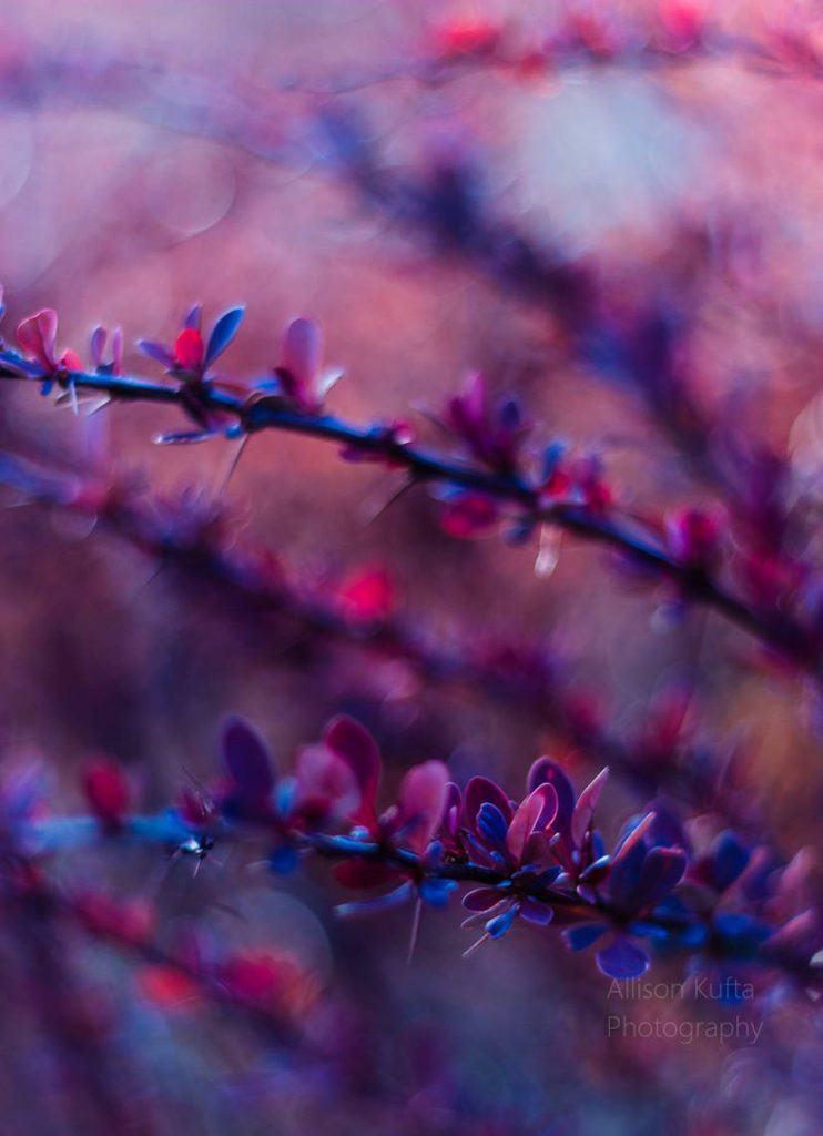 Macro Photography colorful plant