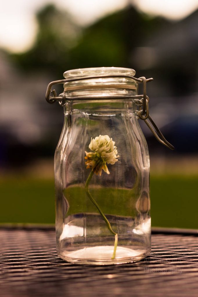 Allison Kufta Macro Photography11
