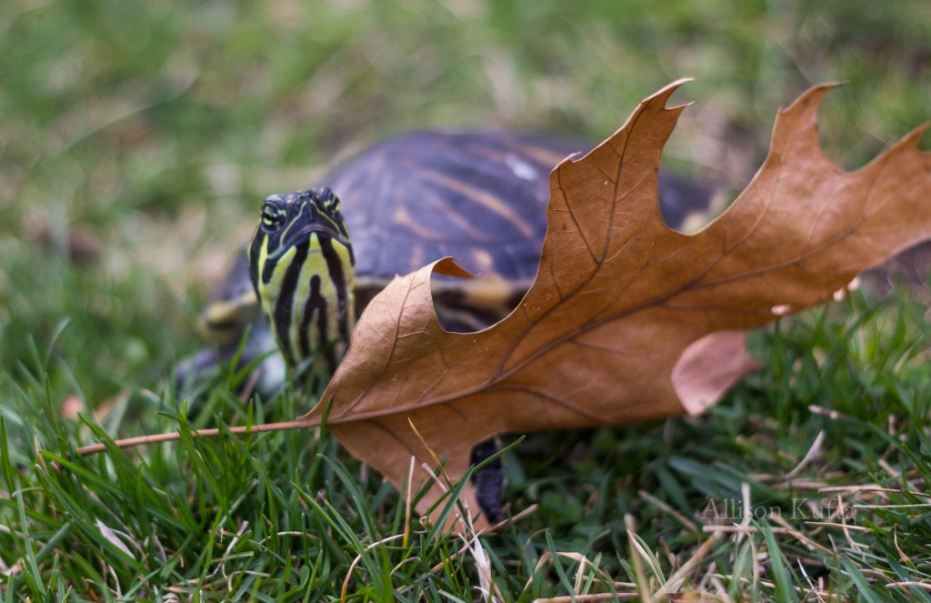 Ashley Turtle Macro Photography