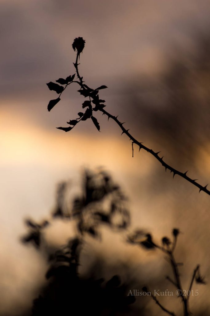Allison Kufta Macro Photography Of Plant in Sunset