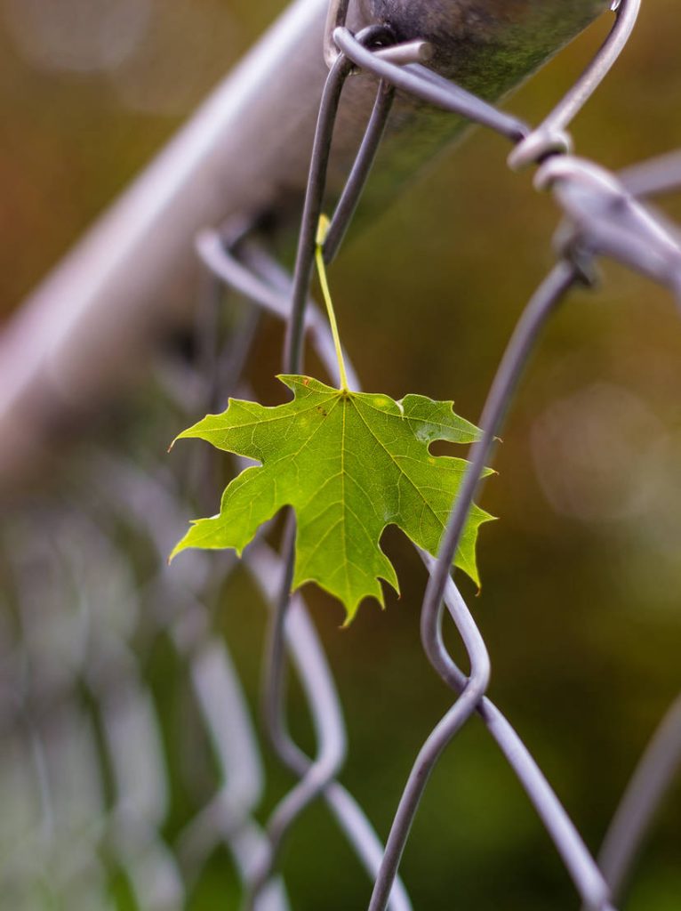 On the Fence Macro Photography by Allison Kufta