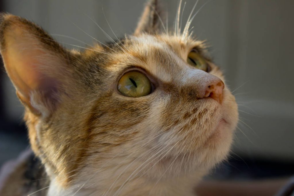 Macro Cat Annie