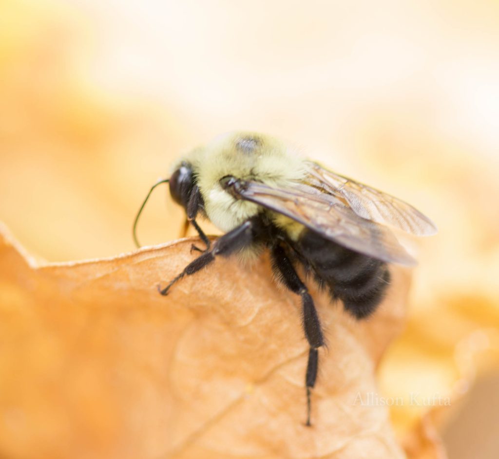 Allison Kufta Macro Photograpy of a yellow bee