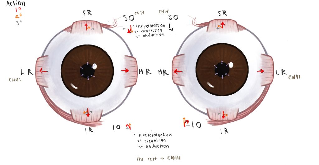 Extraocular Muscles